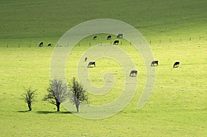 Cows in pasture