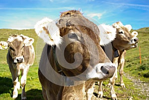 Cows in pasture photo