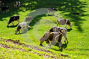 Cows on a pasture