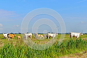 Cows in pasture