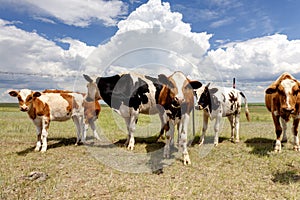 Cows in the pasture