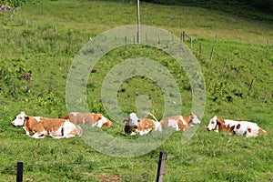 Cows on pasture