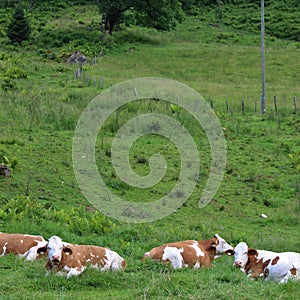 Cows on pasture