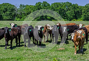 Cows in a Pasture