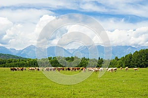 Cows in the pasture