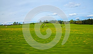 Cows pasture abstract Nature Background