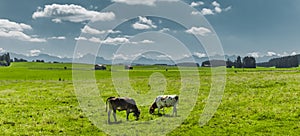 Cows on a pasture in AllgÃ¤u landscape