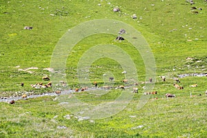 Cows in a pasture along mountain brook on high alps