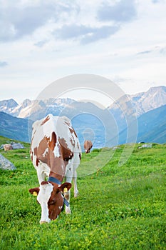 Cows in pasture on alpine meadow