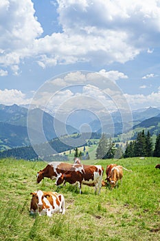 Cows in pasture on alpine meadow