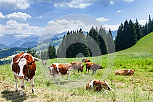 Cows in pasture on alpine meadow