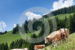 Cows in pasture on alpine meadow