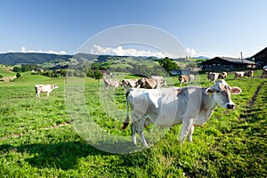 Cows in pasture on alpine meadow