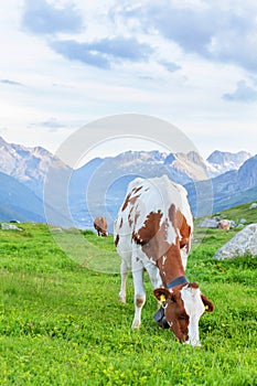 Cows in pasture on alpine meadow