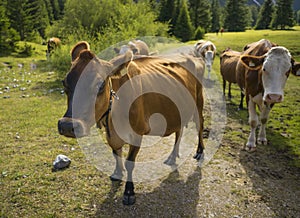 Cows on pasture in the Alps