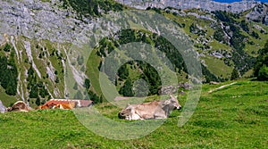 Cows on a pasture in Alps. Cows eating grass. Cows in grassy field. Dairy cows in the farm pastures. Brown cow pasturing