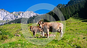 Cows on a pasture in Alps. Cows eating grass. Cows in grassy field. Dairy cows in the farm pastures. Brown cow pasturing