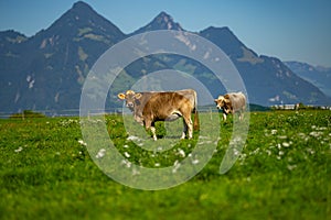 Cows on a pasture in Alps. Cows eating grass. Cows in grassy field. Dairy cows in the farm pastures. Brown cow pasturing