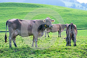 Cows on a pasture in Alps. Cows eating grass. Cows in grassy field. Dairy cows in the farm pastures. Brown cow pasturing
