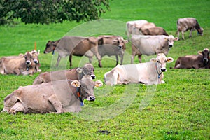 Cows on a pasture in Alps. Cows in grassy field. Dairy cows in the farm pastures. Brown cow pasturing on grassy meadow