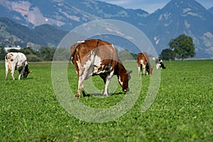 Cows on a pasture in Alps. Cows eating grass. Cows in grassy field. Dairy cows in the farm pastures. Brown cow pasturing photo