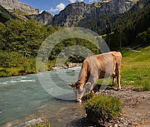 Cows on pasture in Alps. Cows eating grass. Cows in grassy field. Dairy cows in farm pastures. Brown cow pasturing on photo