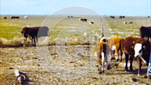 Cows at Pasture (Archival 1950s)