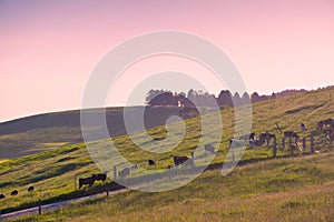 Cows in pasture, Australia