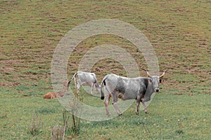 Cows are on pasture in autumn field