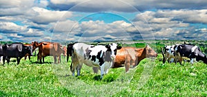 Cows on a pasture photo