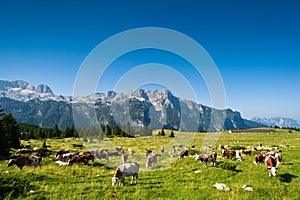 Cows on pasture in beautiful mountain meadow