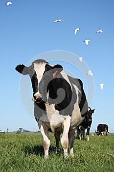 Cows in Pasture with Birds