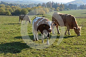 Cows in a pasture