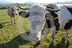 Kravy na pastvine
