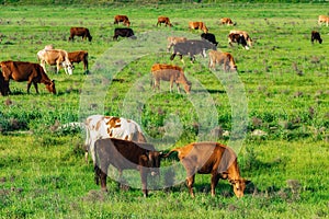 Cows on a pasture