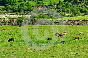 Cows on a pasture