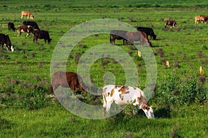 Cows on a pasture