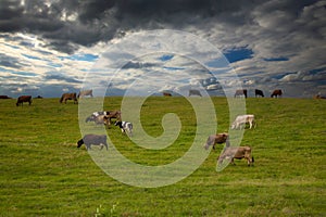 cows in the pasture