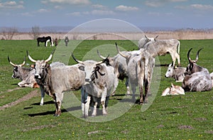 Cows on pasture