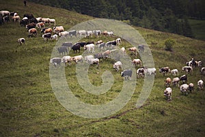 Cows pasture on grass in Alpine mountains. caws on pasture
