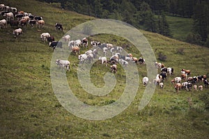 Cows pasture on grass in Alpine mountains. cows on pasture