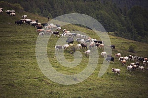 Cows pasture on grass in Alpine mountains. cows on pasture