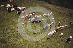 Cows pasture on grass in Alpine mountains. mountain landscape with caws on pasture photo