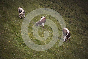 mountain landscape with caws on pasture. Healthy food farming concept. photo