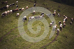 Cows pasture on grass in Alpine mountains. mountain landscape with caws on pasture photo