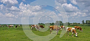 Cows on pasture