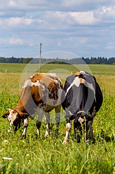 Cows pasture in green meadow