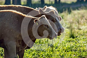 Cows pasture in green meadow