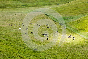 Cows pasture in green valey photo