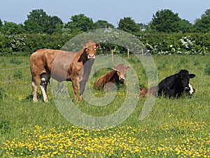 Cows in Pasture